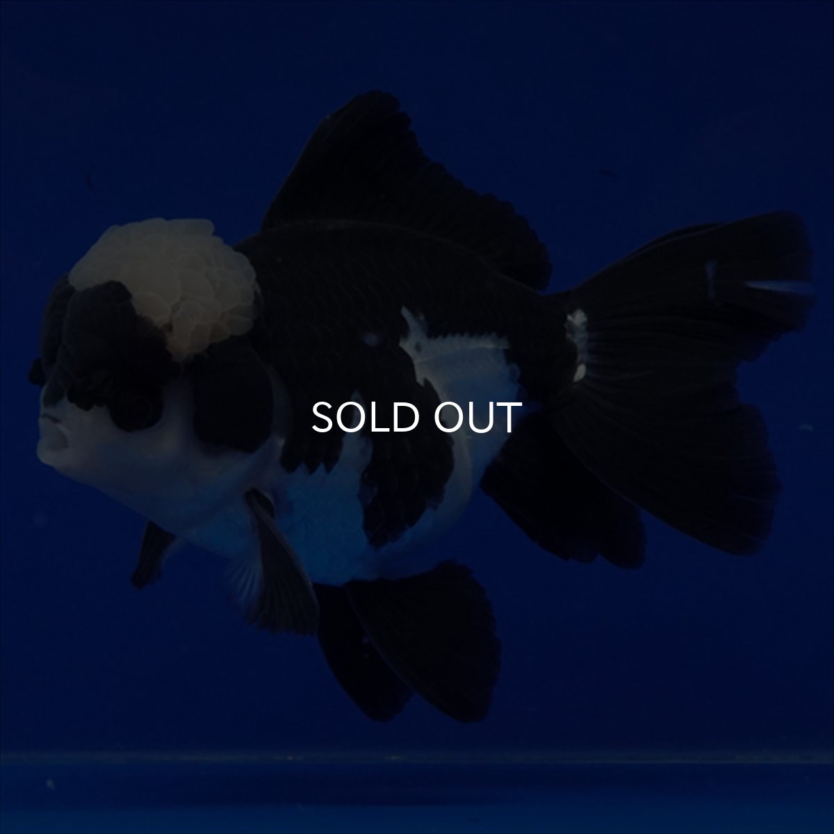 画像21: タイ産 パンダオランダ 13cm± (21)