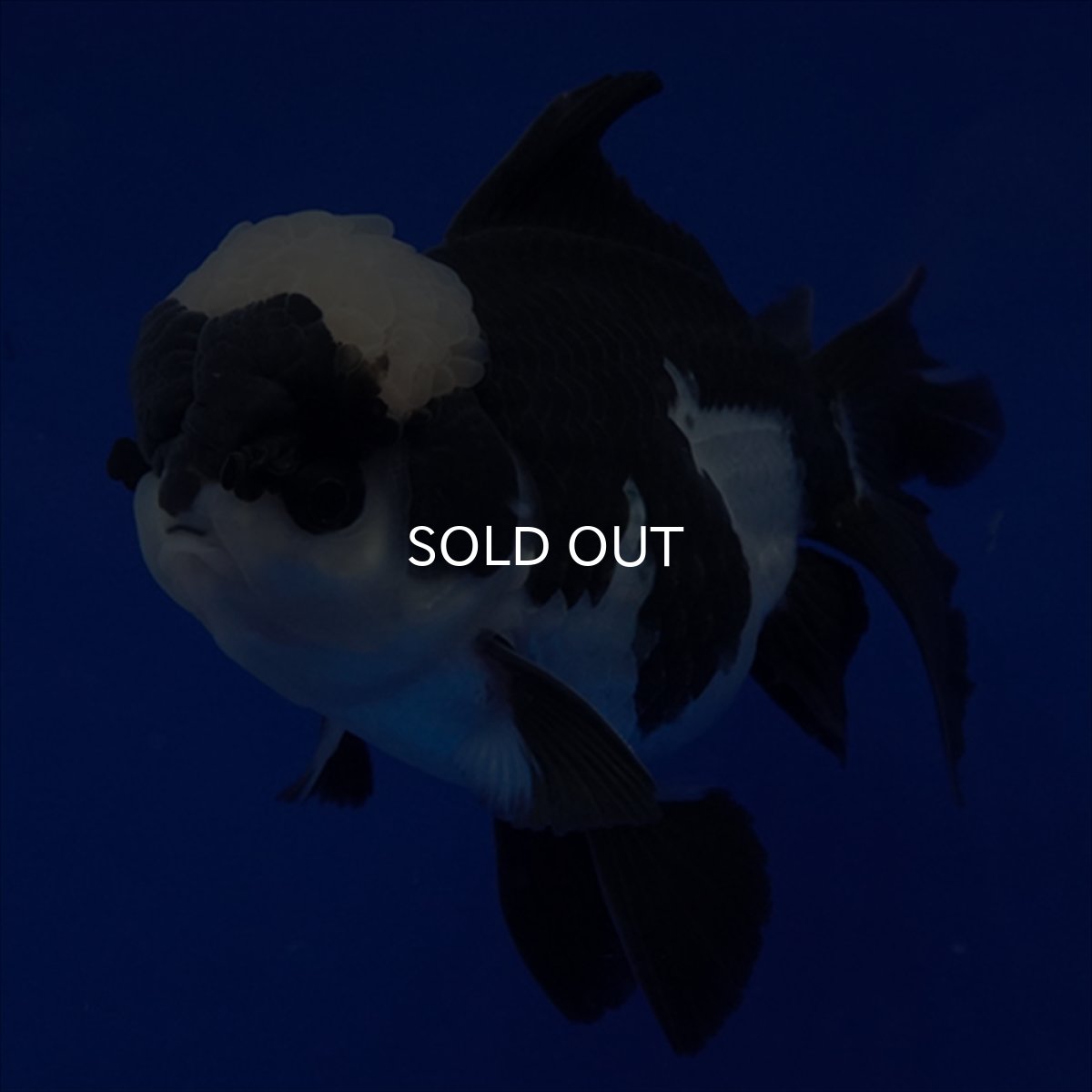 画像20: タイ産 パンダオランダ 13cm± (20)