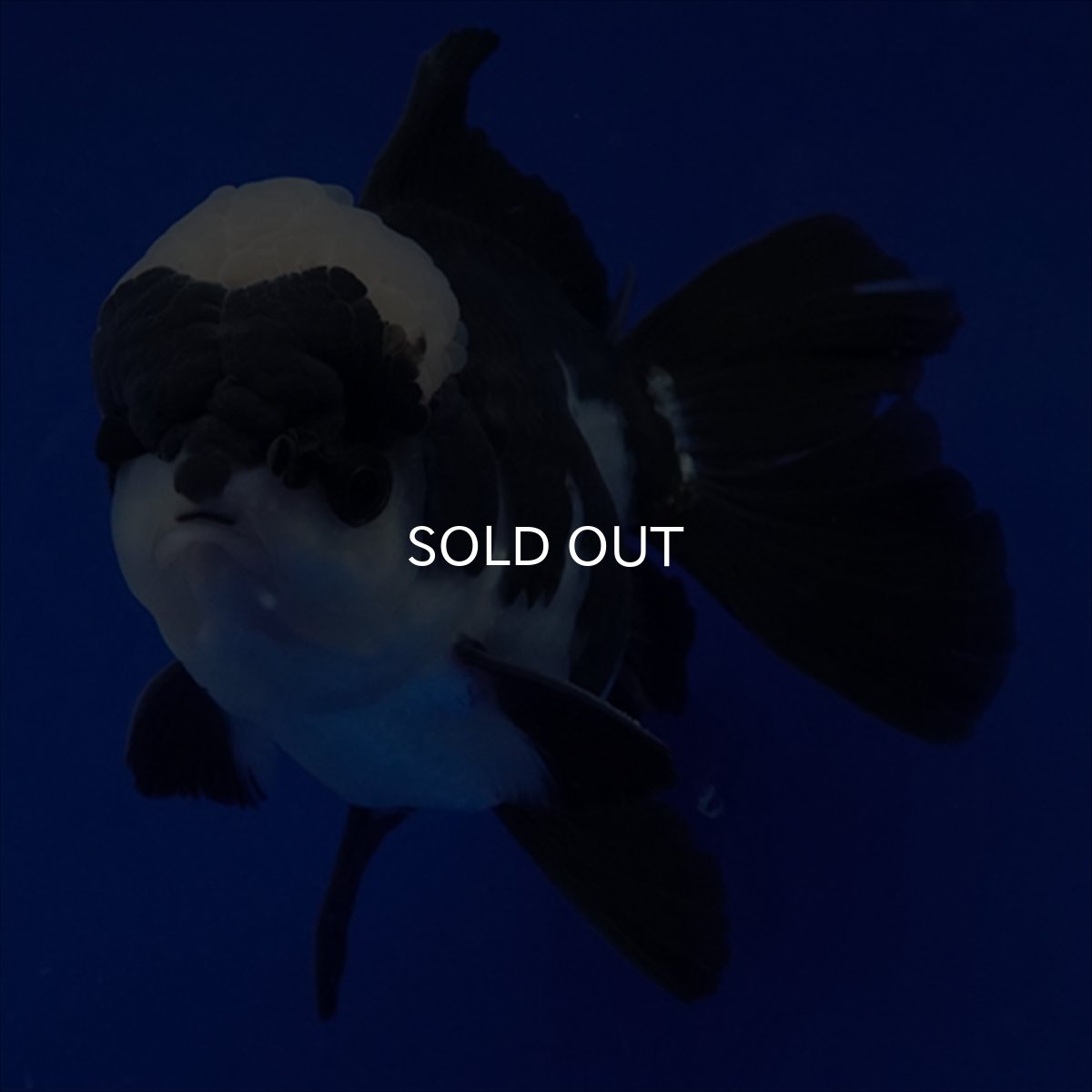 画像19: タイ産 パンダオランダ 13cm± (19)