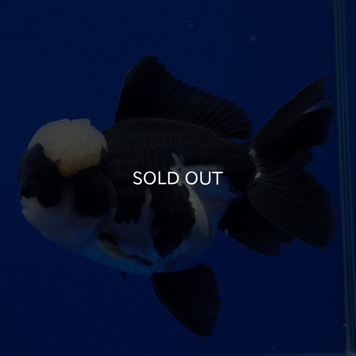 画像18: タイ産 パンダオランダ 13cm± (18)