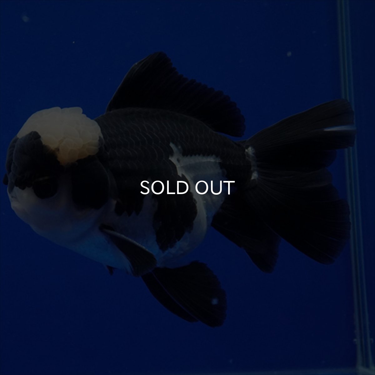 画像17: タイ産 パンダオランダ 13cm± (17)