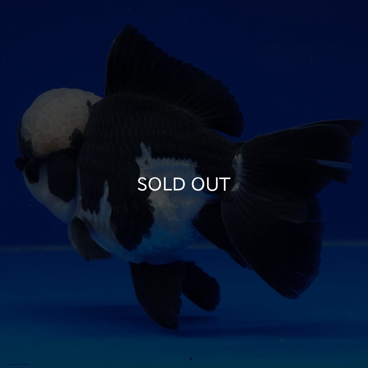 画像16: タイ産 パンダオランダ 13cm± (16)