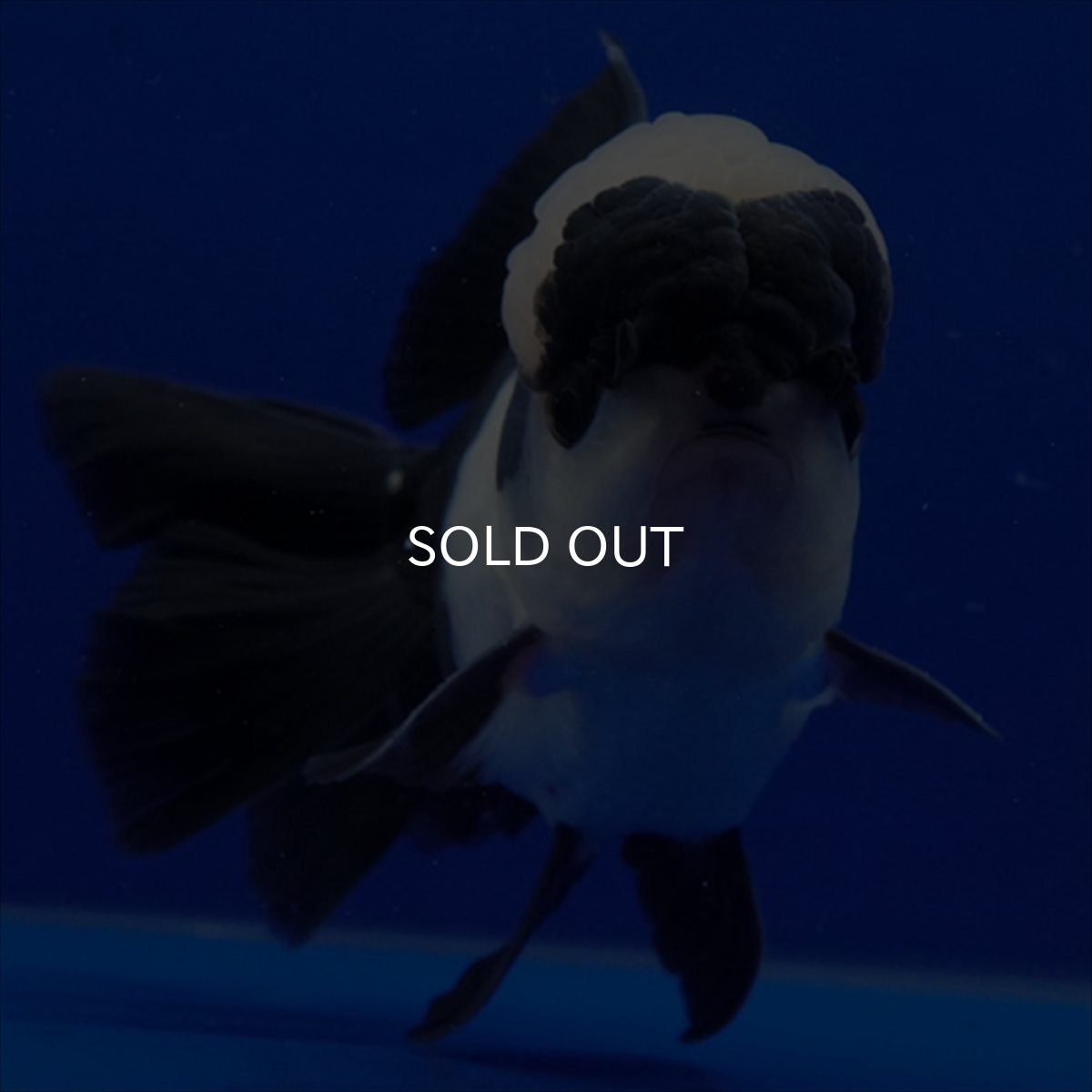 画像4: タイ産 パンダオランダ 13cm± (4)