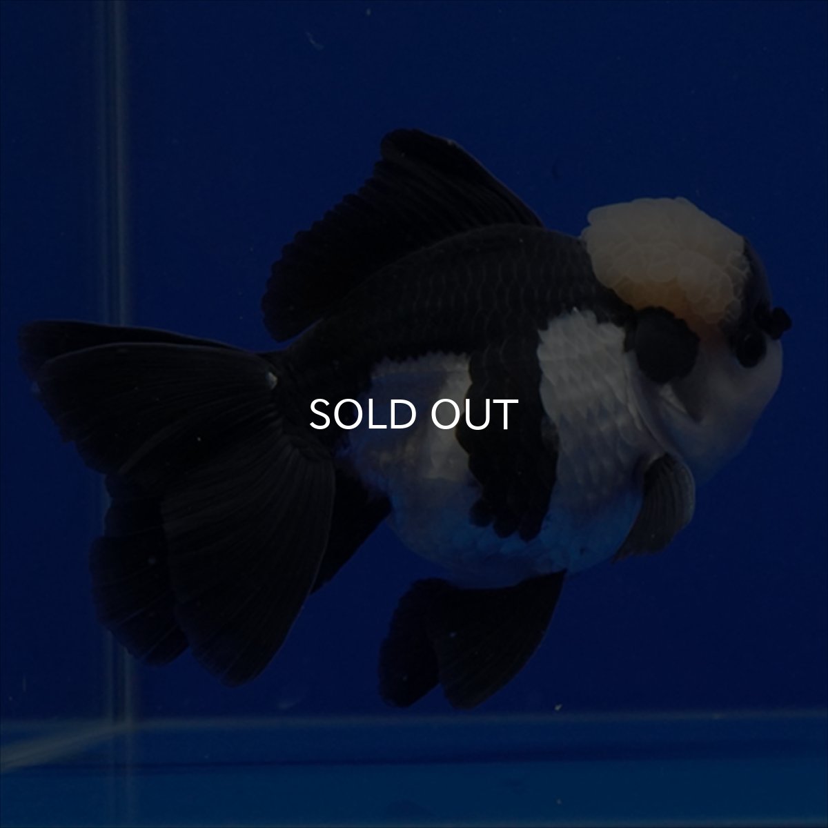 画像15: タイ産 パンダオランダ 13cm± (15)