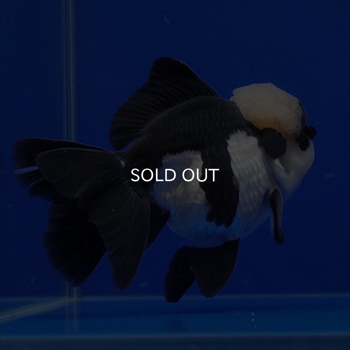 画像2: タイ産 パンダオランダ 13cm± (2)