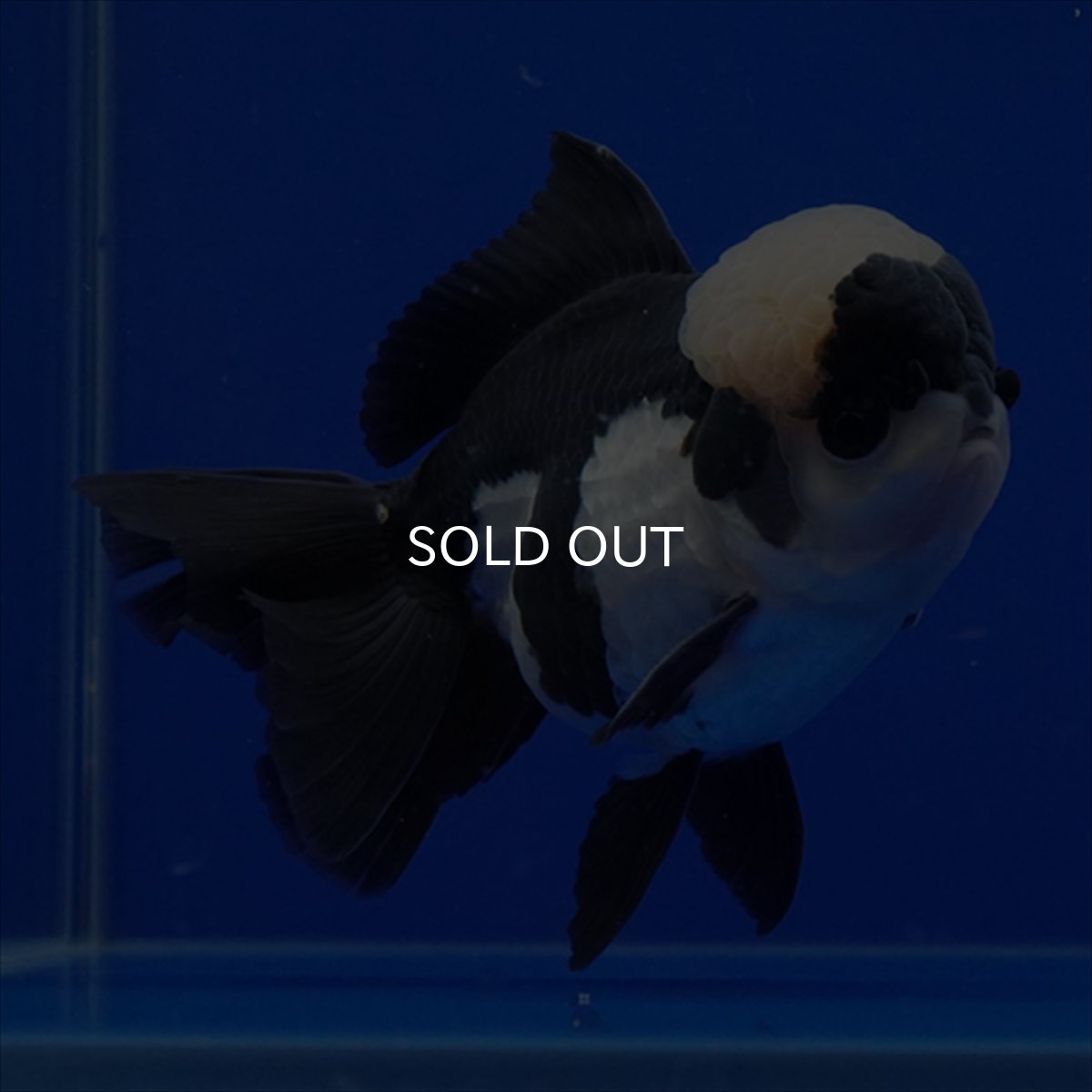 画像14: タイ産 パンダオランダ 13cm± (14)