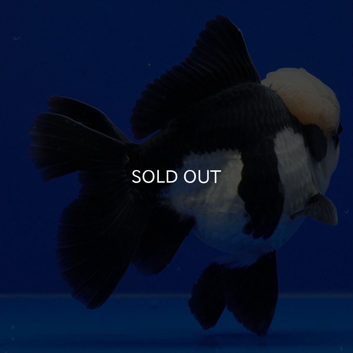 画像13: タイ産 パンダオランダ 13cm± (13)