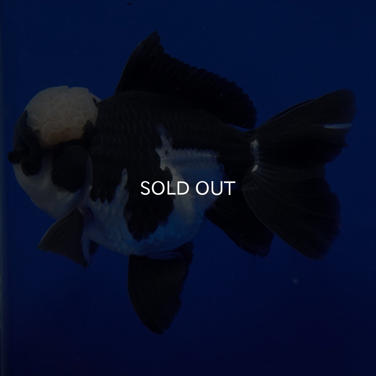 画像3: タイ産 パンダオランダ 13cm± (3)