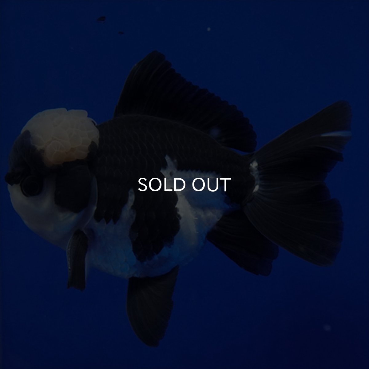 画像12: タイ産 パンダオランダ 13cm± (12)