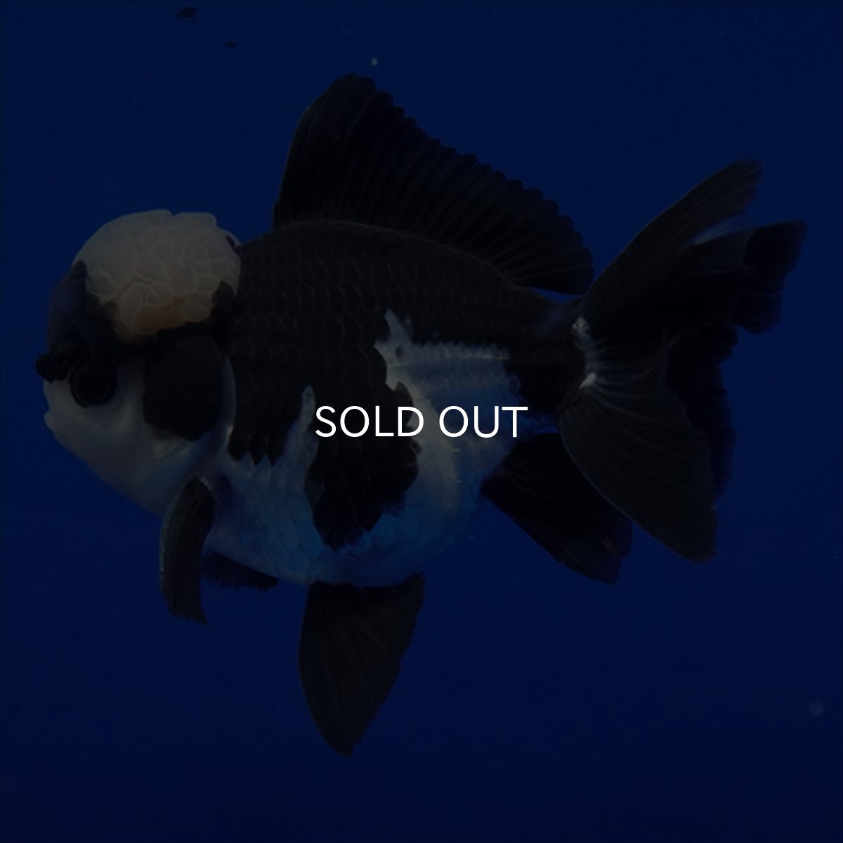 画像11: タイ産 パンダオランダ 13cm± (11)