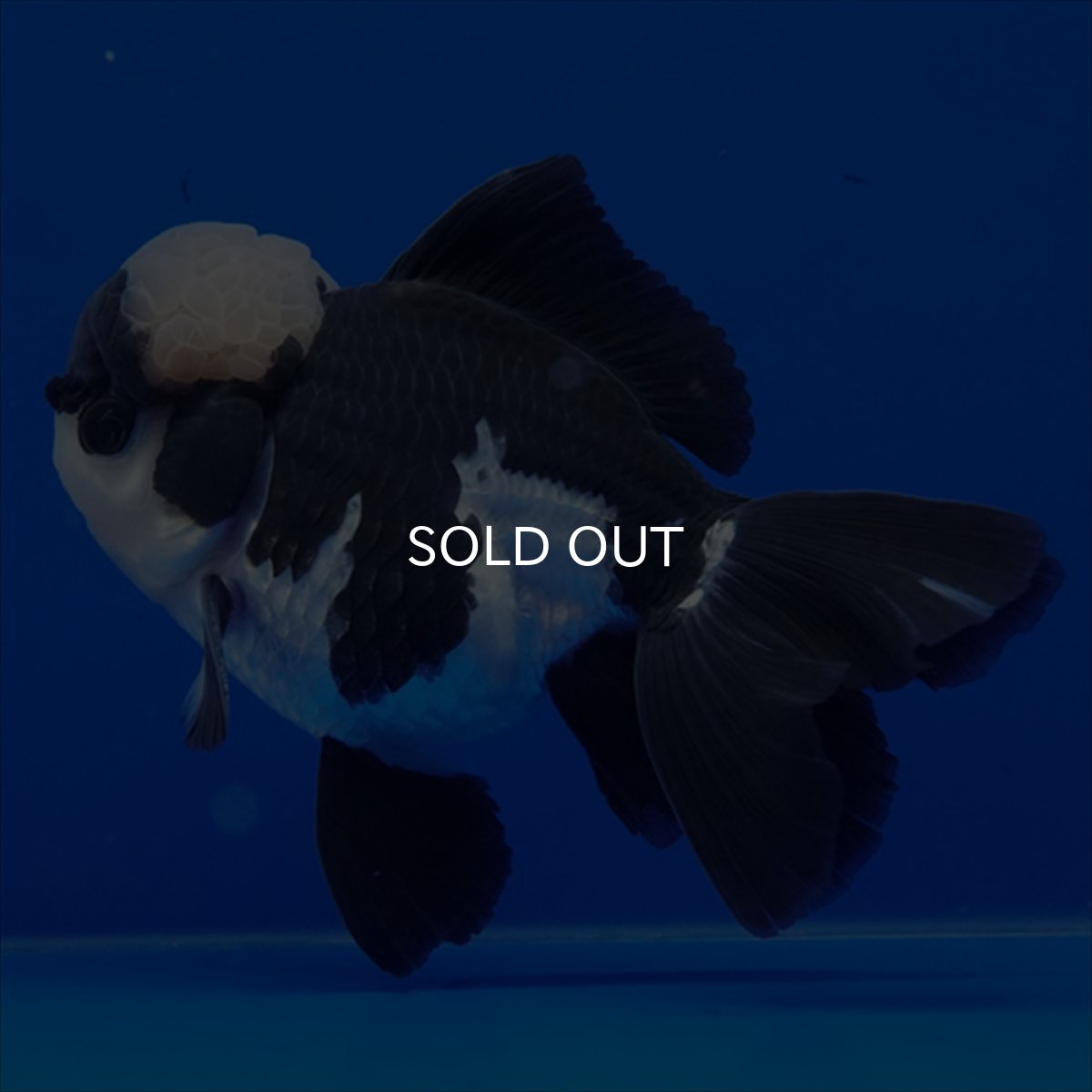 画像10: タイ産 パンダオランダ 13cm± (10)