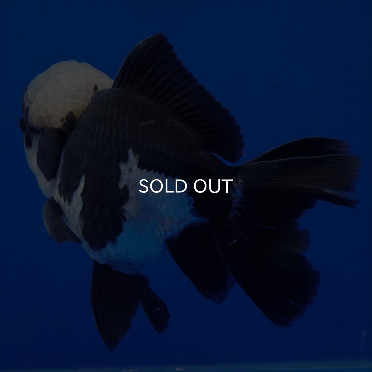 画像8: タイ産 パンダオランダ 13cm± (8)