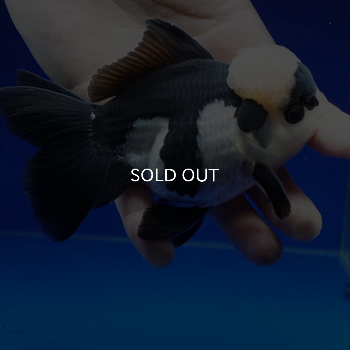 画像6: タイ産 パンダオランダ 13cm± (6)