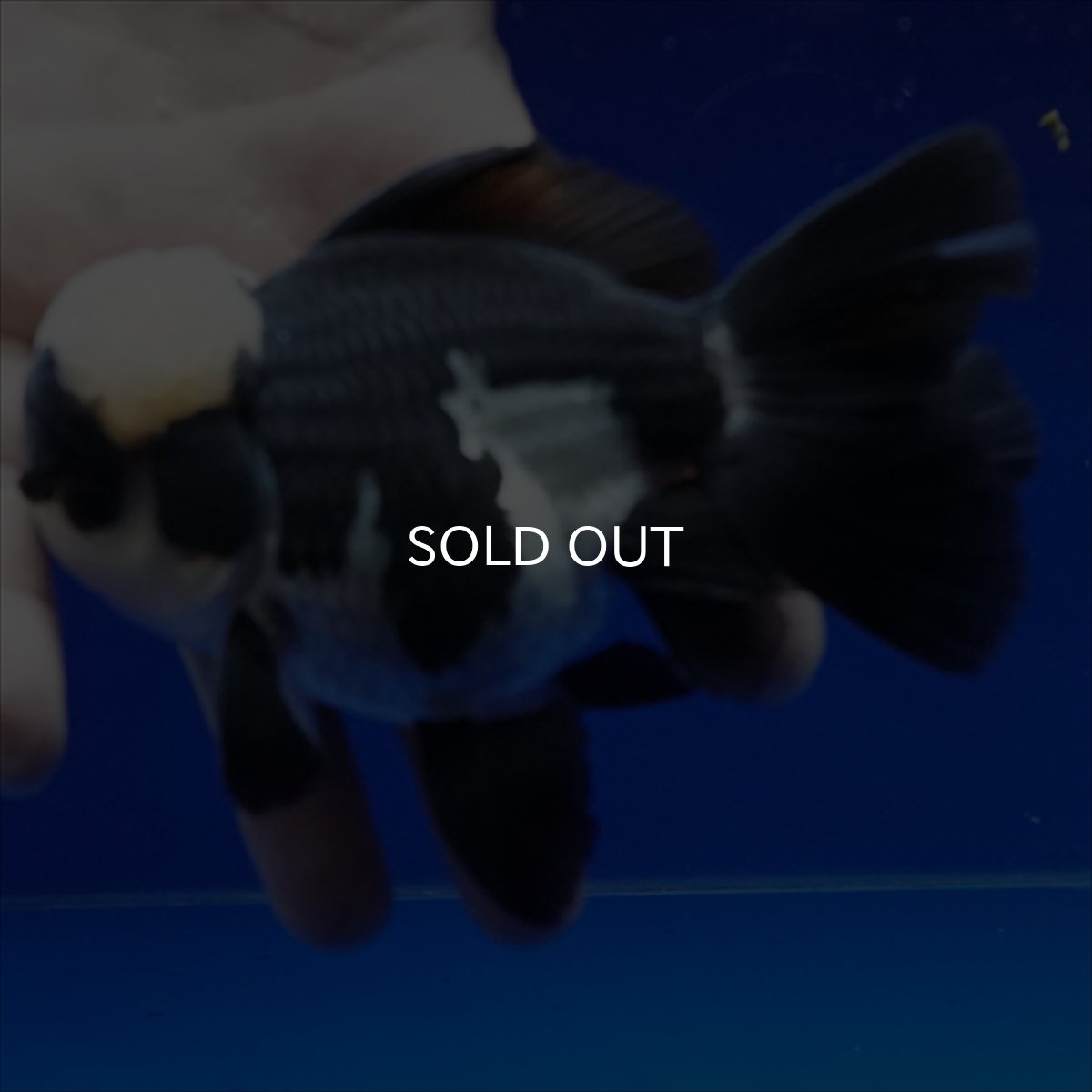 画像5: タイ産 パンダオランダ 13cm± (5)