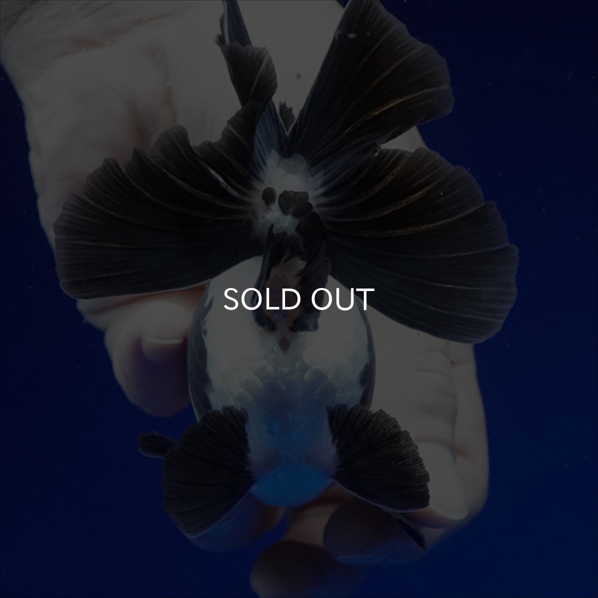 画像7: タイ産 パンダオランダ 13cm± (7)