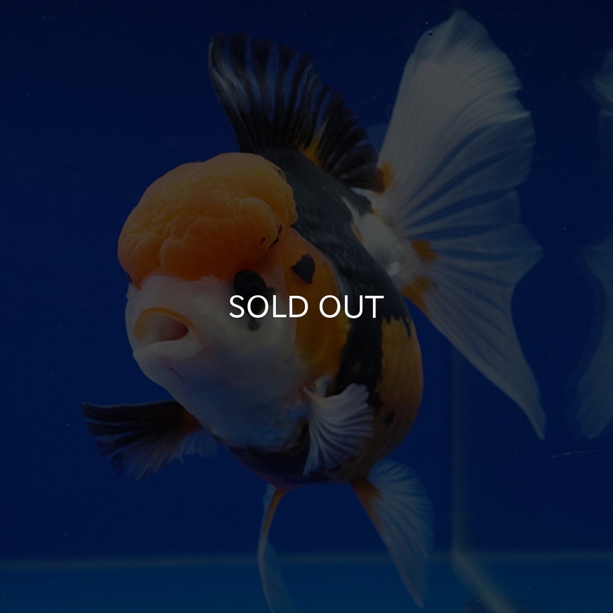 画像17: タイ産　トリカラーオランダ　12cm± (17)