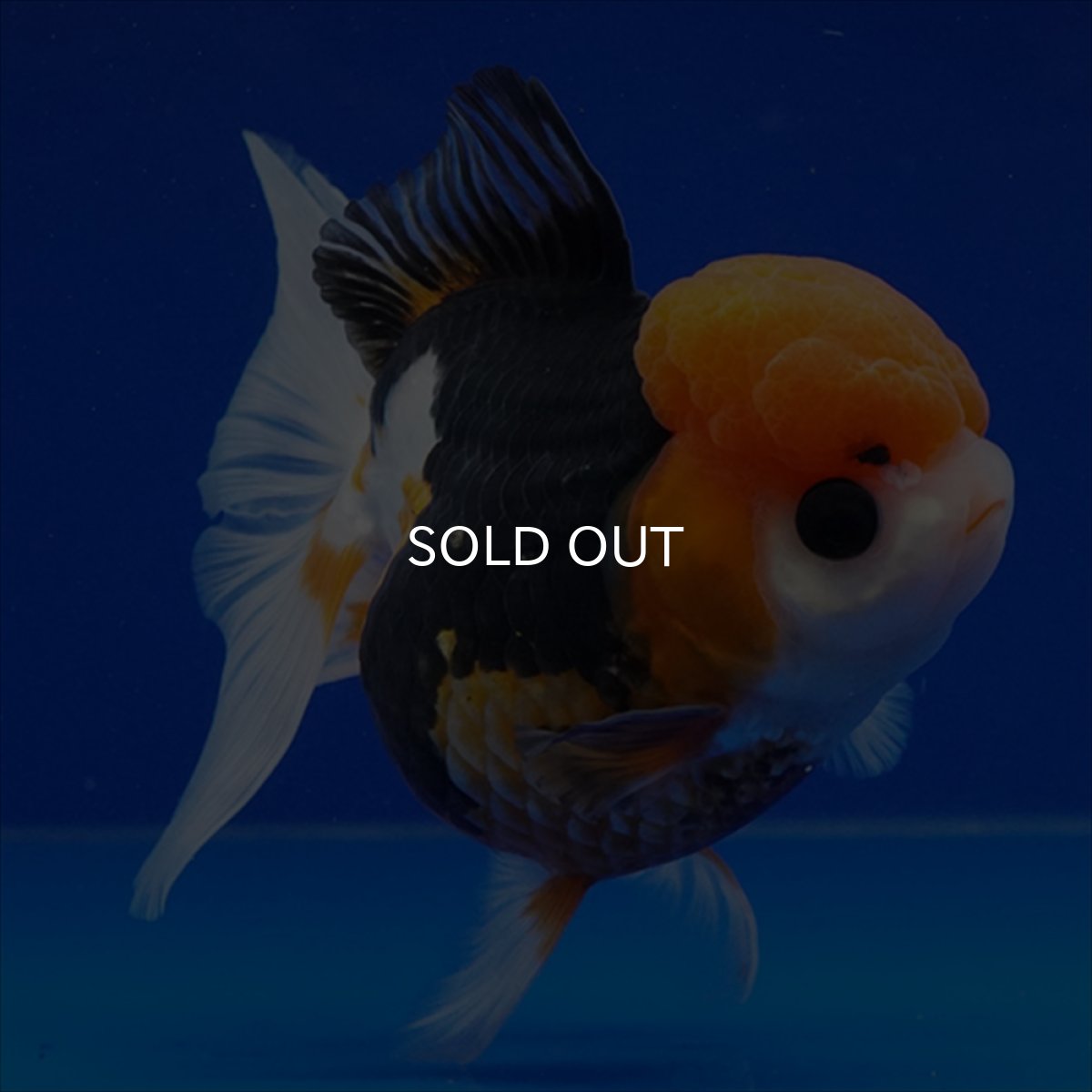 画像16: タイ産　トリカラーオランダ　12cm± (16)