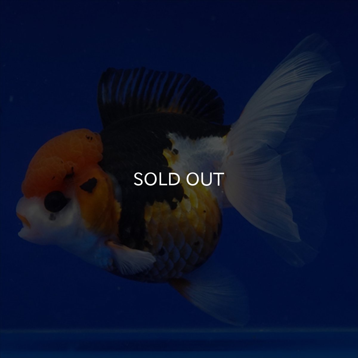 画像15: タイ産　トリカラーオランダ　12cm± (15)