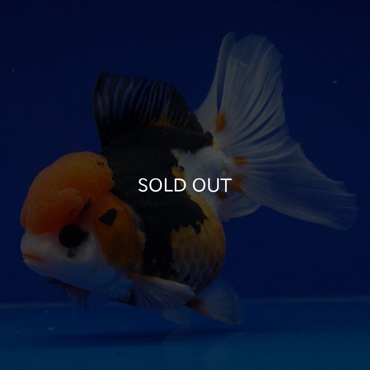 画像14: タイ産　トリカラーオランダ　12cm± (14)