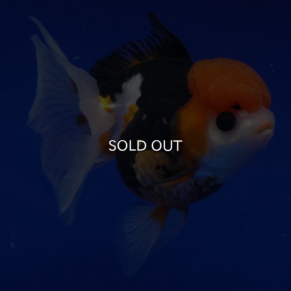 画像13: タイ産　トリカラーオランダ　12cm± (13)