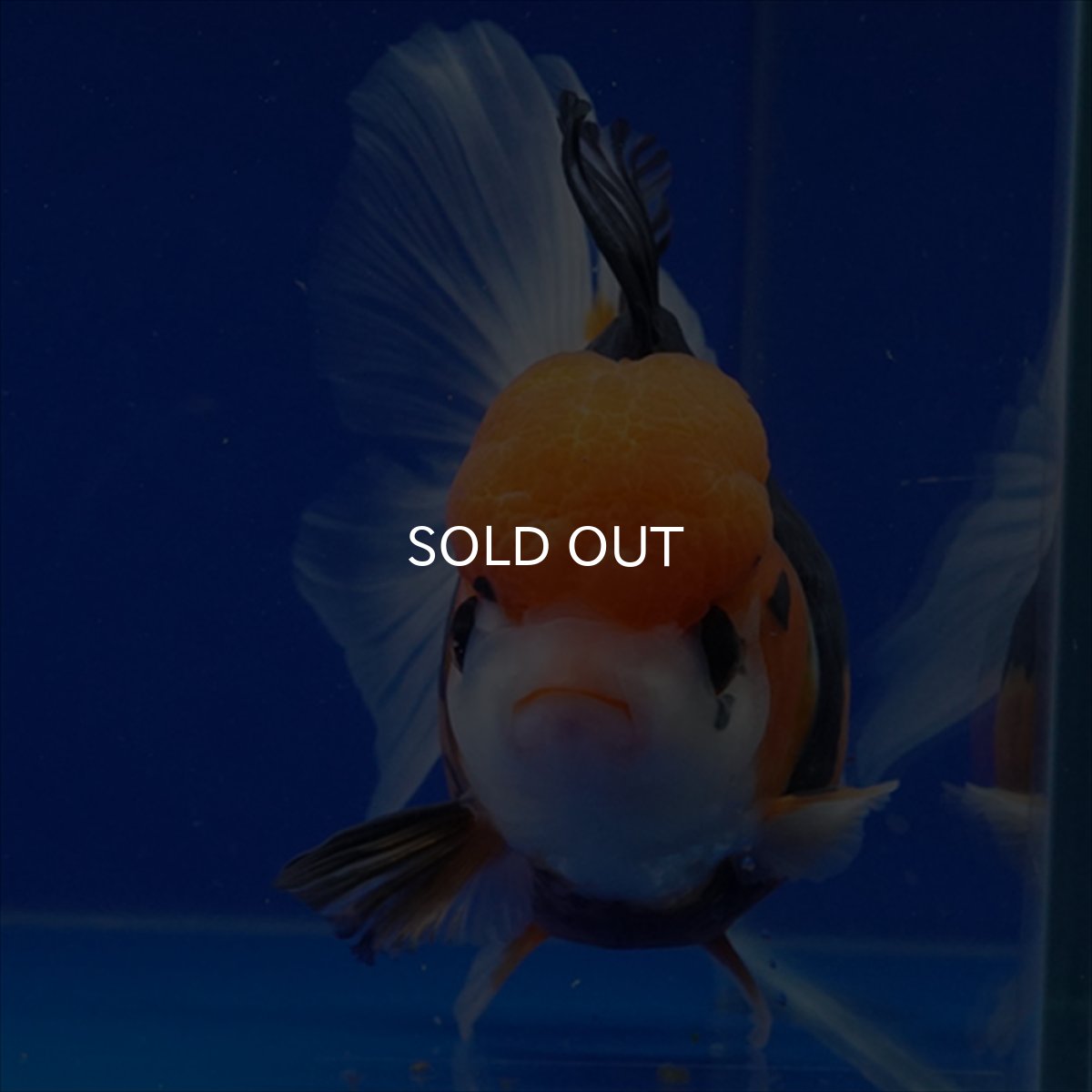 画像12: タイ産　トリカラーオランダ　12cm± (12)