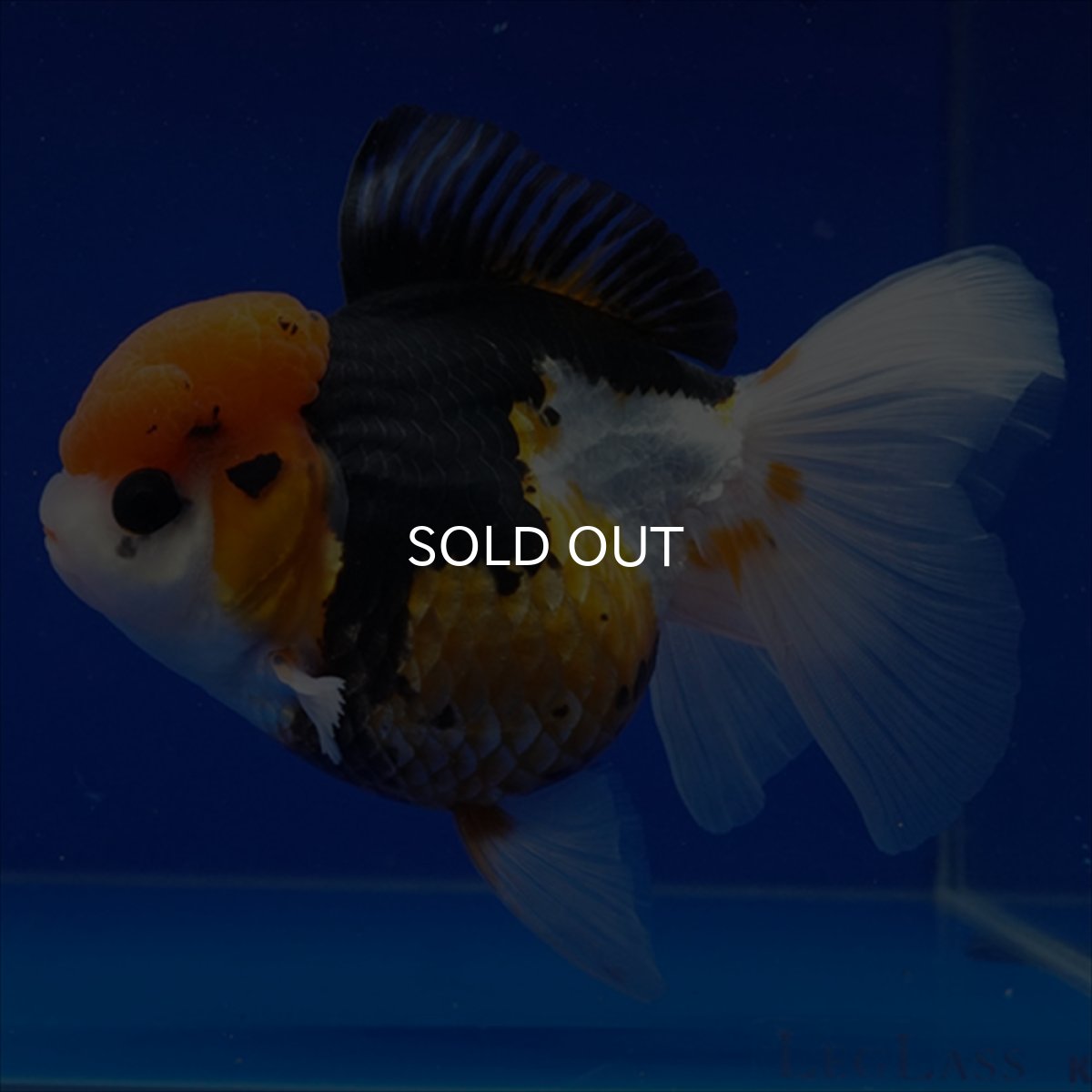 画像11: タイ産　トリカラーオランダ　12cm± (11)