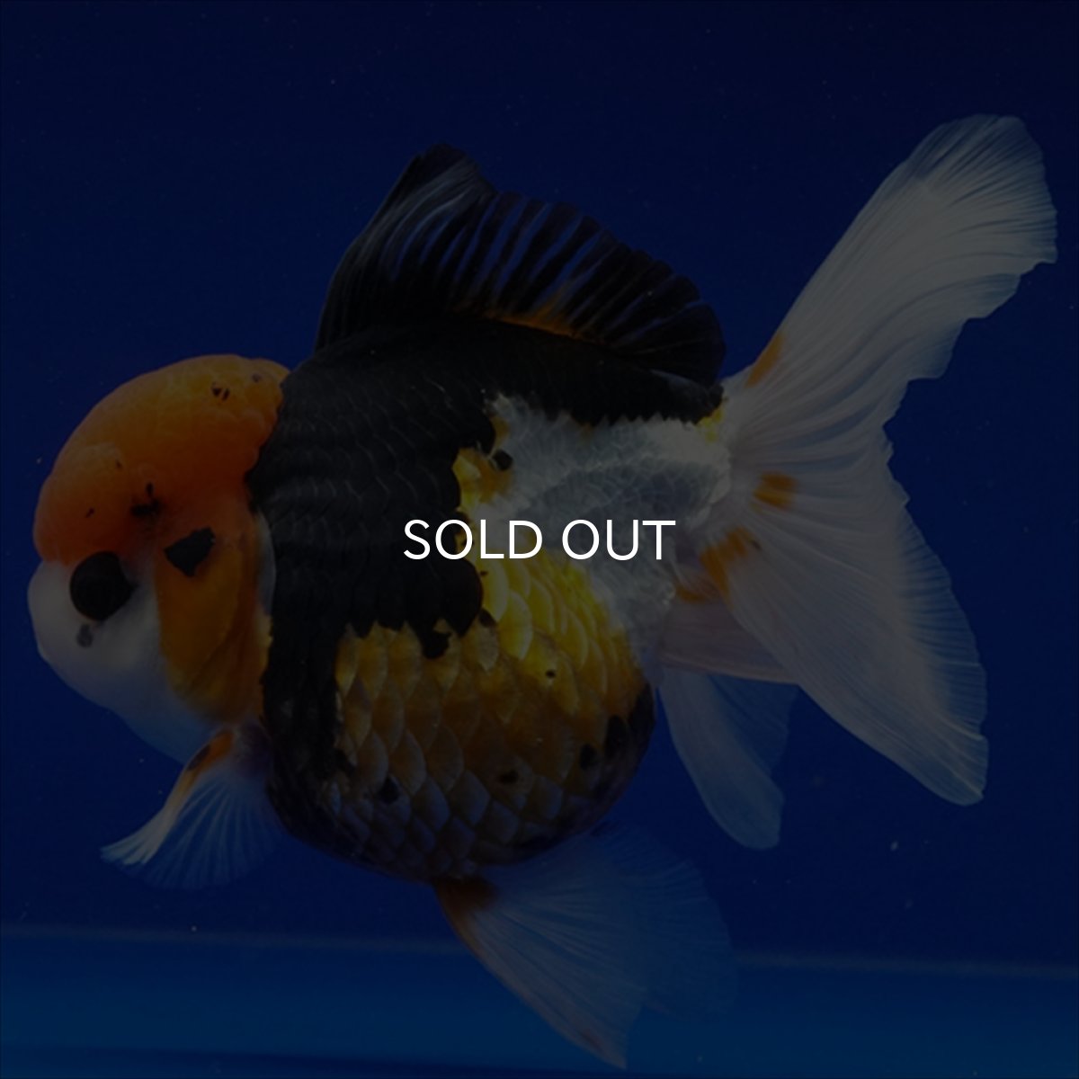 画像3: タイ産　トリカラーオランダ　12cm± (3)