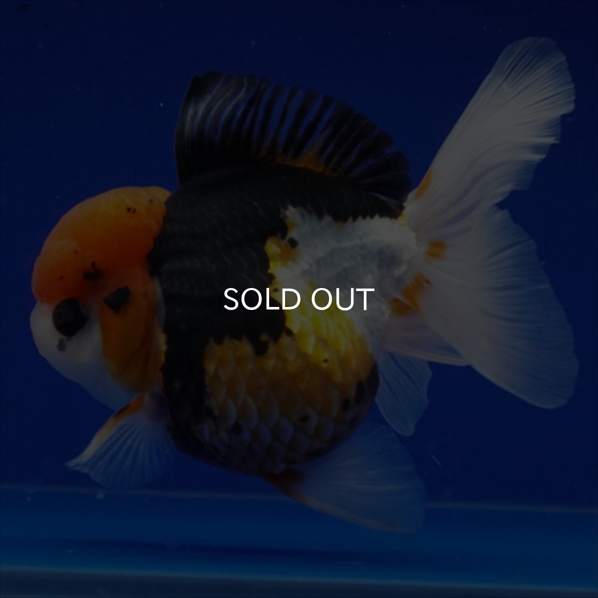 画像9: タイ産　トリカラーオランダ　12cm± (9)