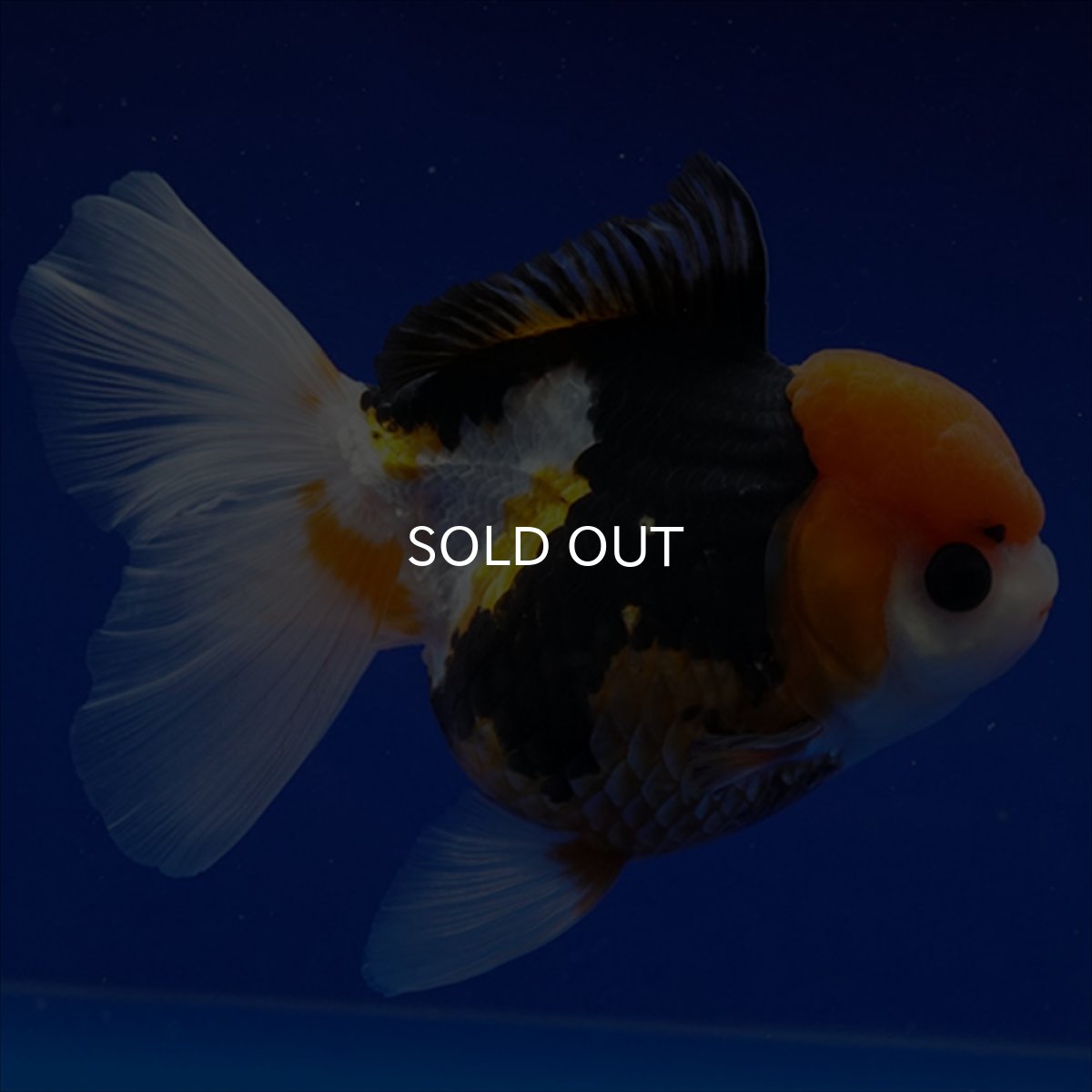 画像2: タイ産　トリカラーオランダ　12cm± (2)