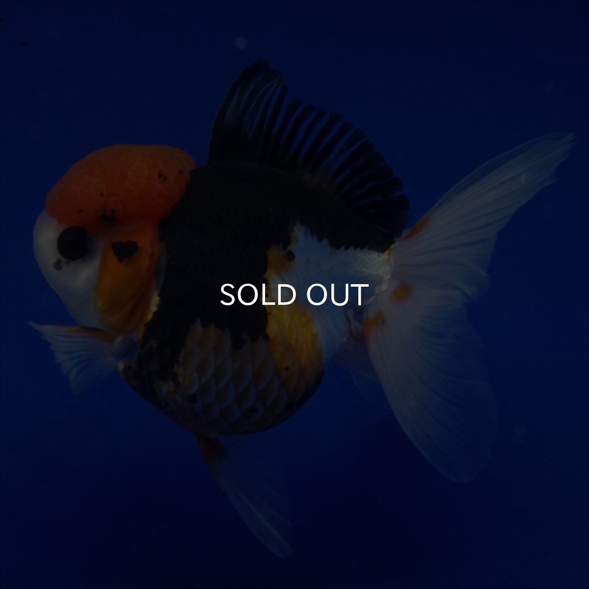 画像8: タイ産　トリカラーオランダ　12cm± (8)