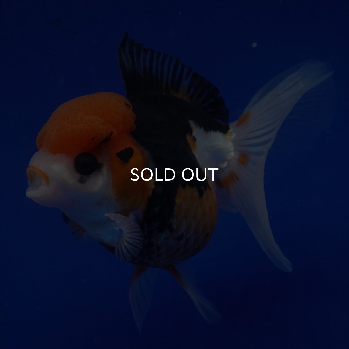 画像10: タイ産　トリカラーオランダ　12cm± (10)