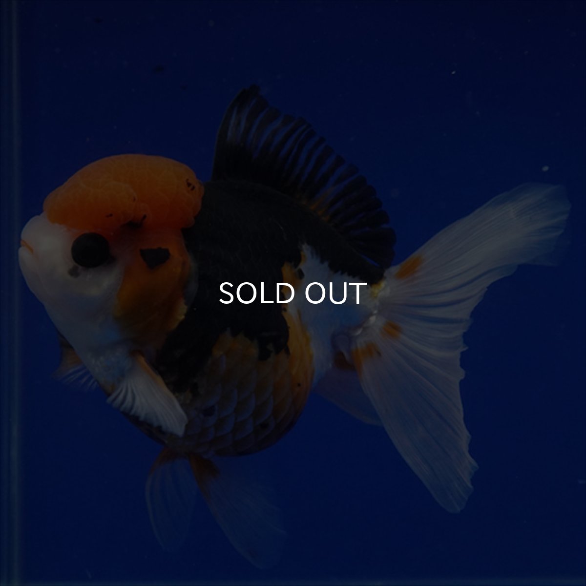 画像7: タイ産　トリカラーオランダ　12cm± (7)