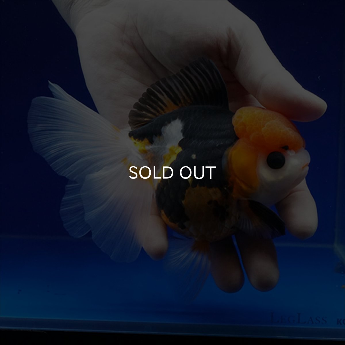 画像5: タイ産　トリカラーオランダ　12cm± (5)