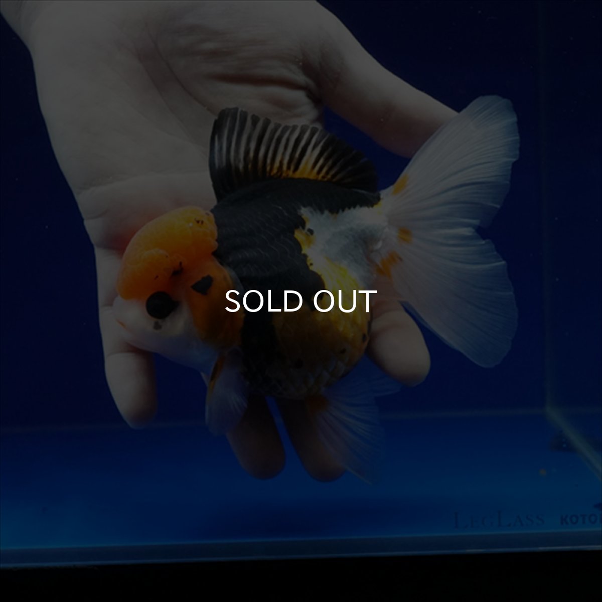 画像4: タイ産　トリカラーオランダ　12cm± (4)