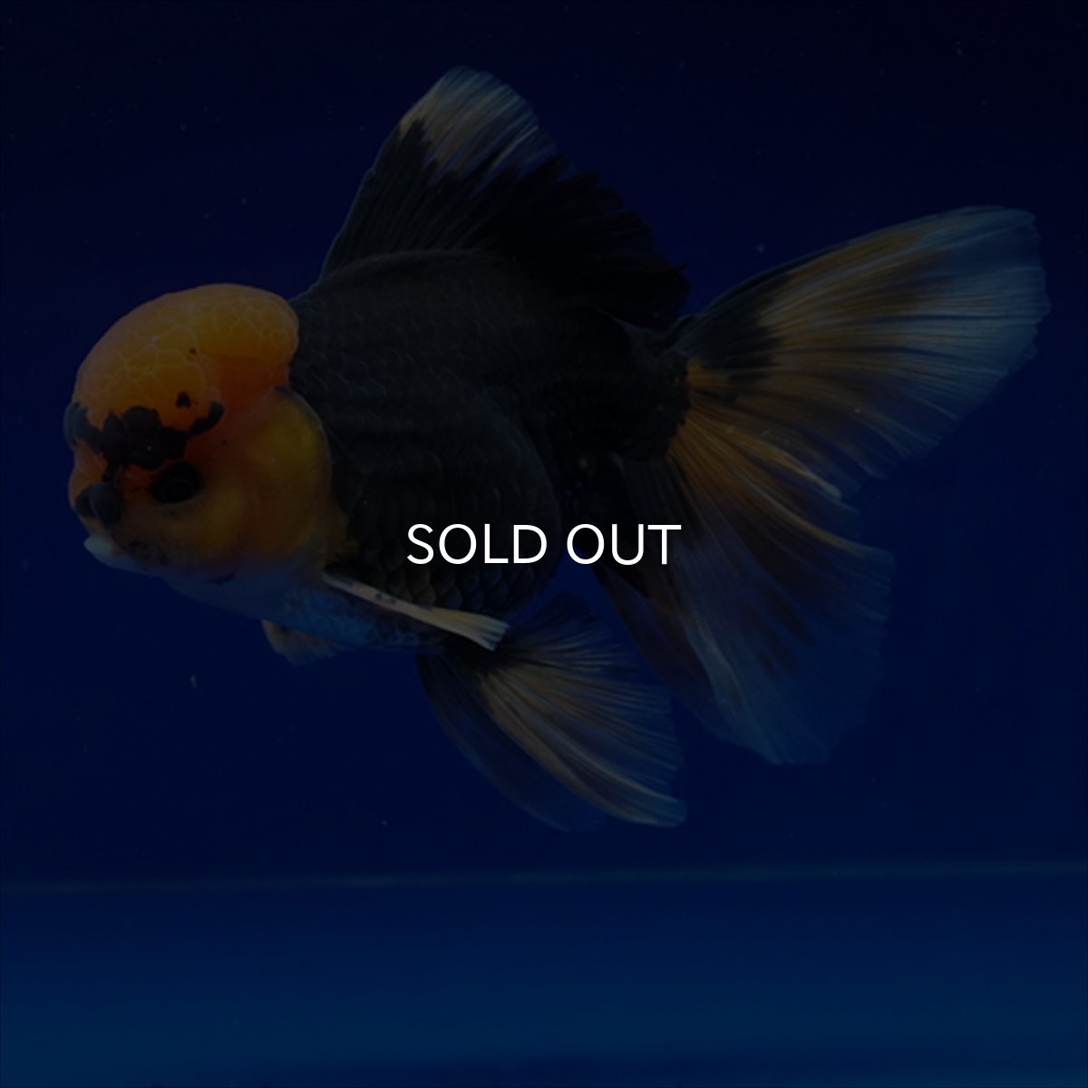 画像19: タイ産　赤黒オランダ　12cm± (19)