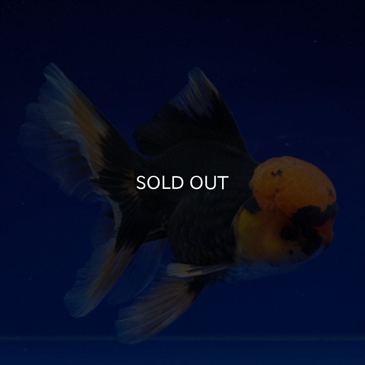 画像18: タイ産　赤黒オランダ　12cm± (18)