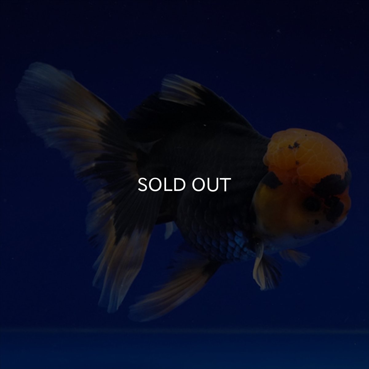 画像17: タイ産　赤黒オランダ　12cm± (17)