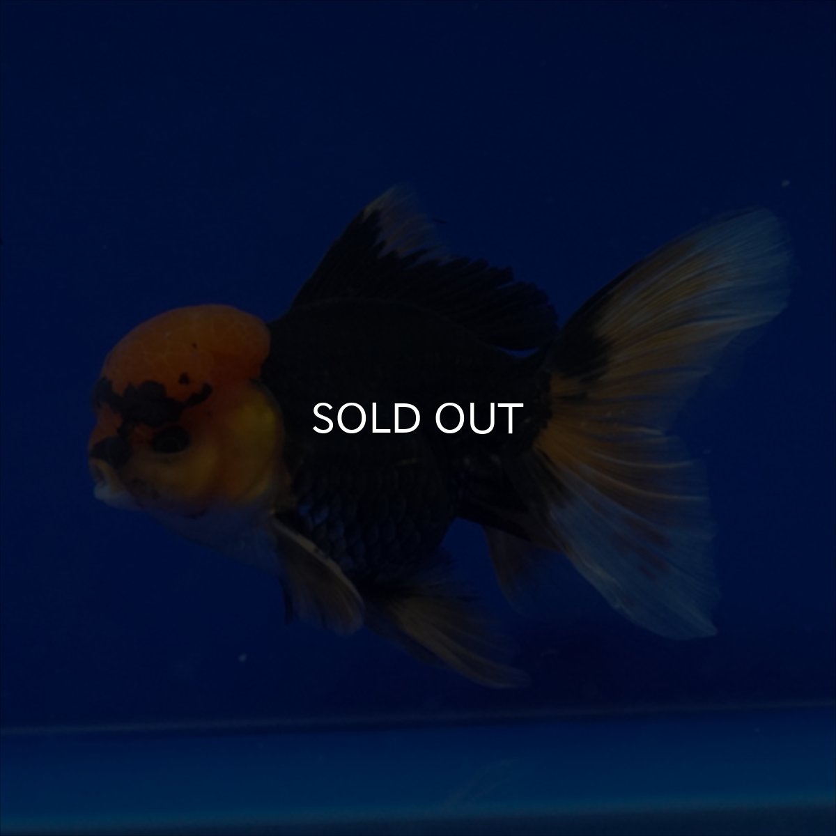 画像16: タイ産　赤黒オランダ　12cm± (16)