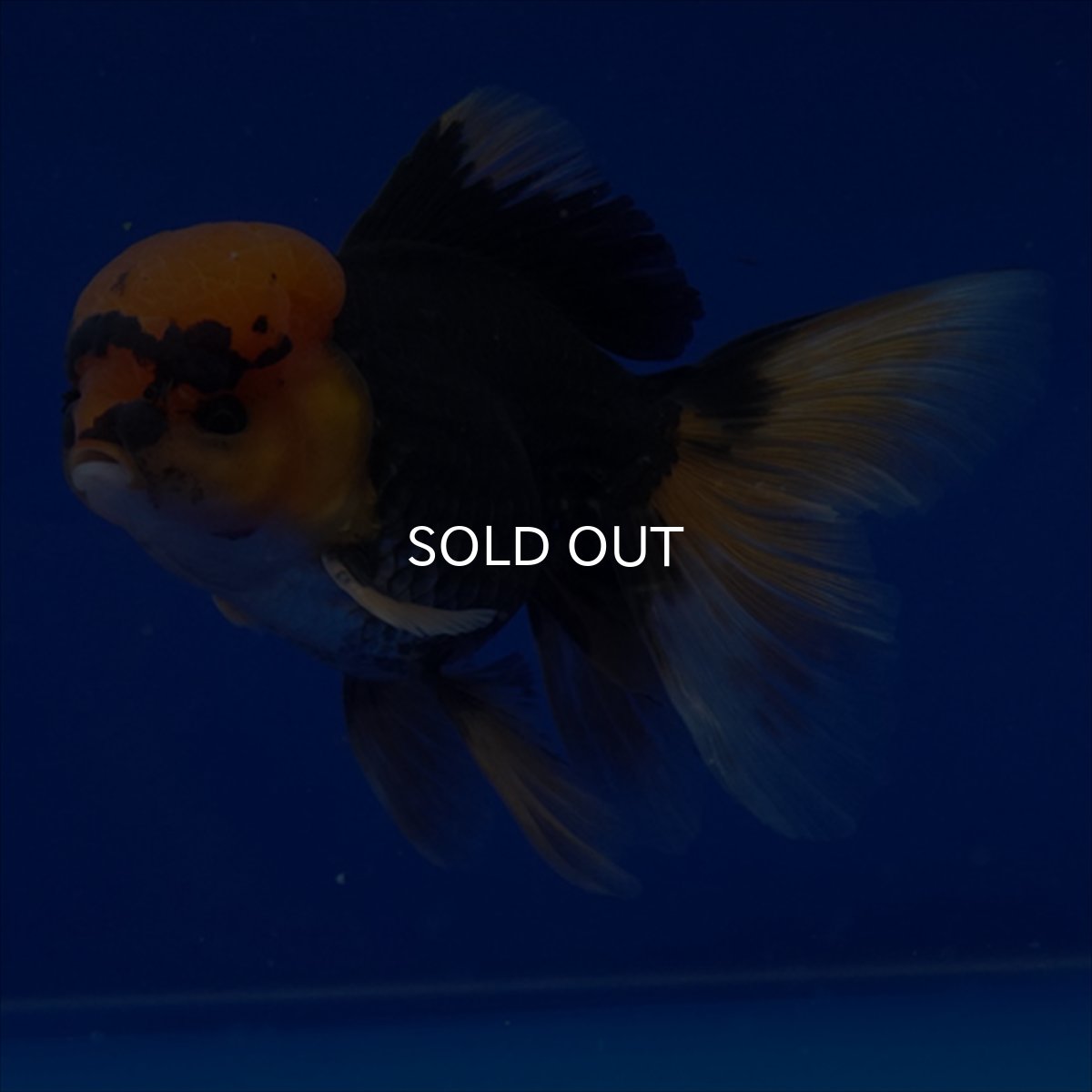 画像15: タイ産　赤黒オランダ　12cm± (15)