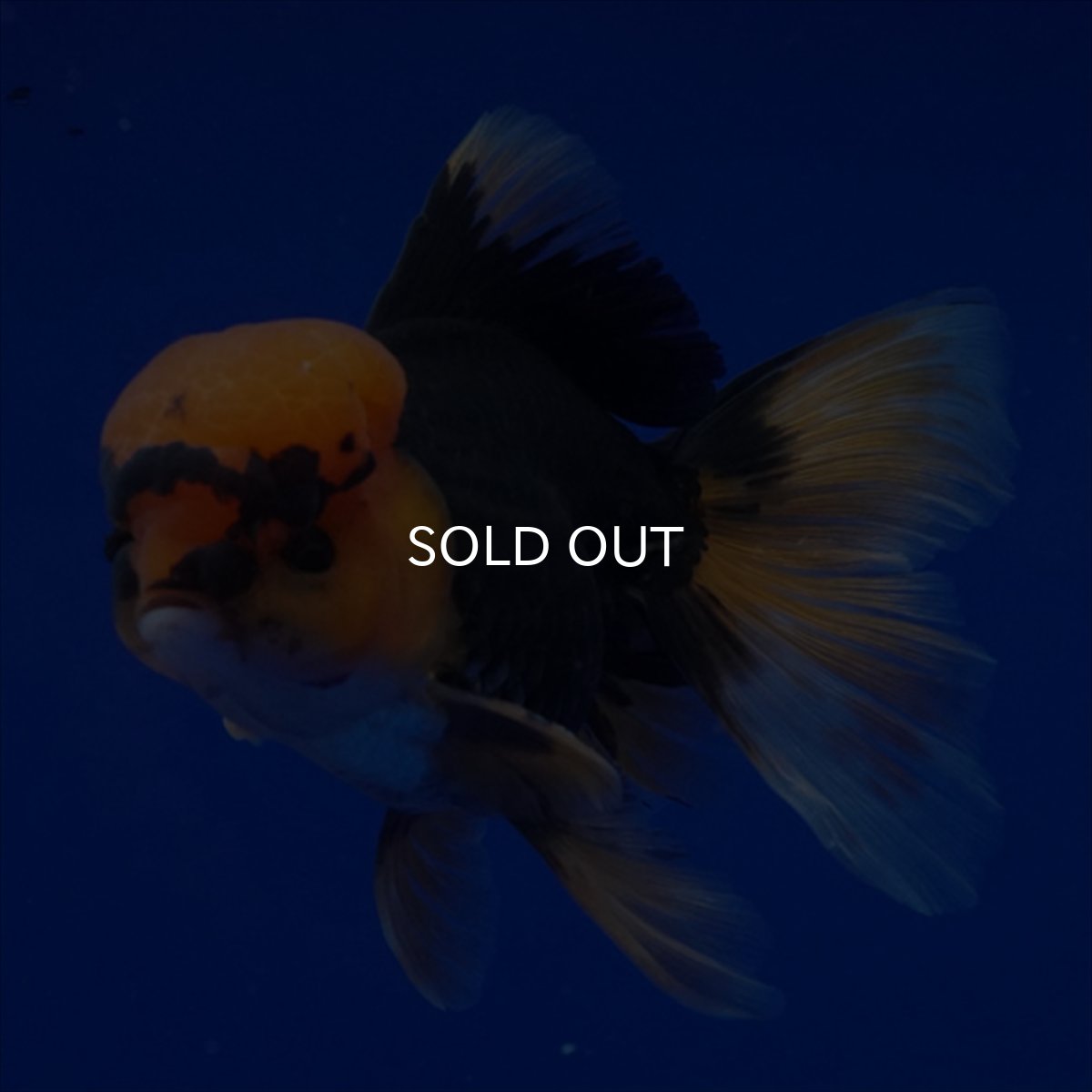 画像14: タイ産　赤黒オランダ　12cm± (14)