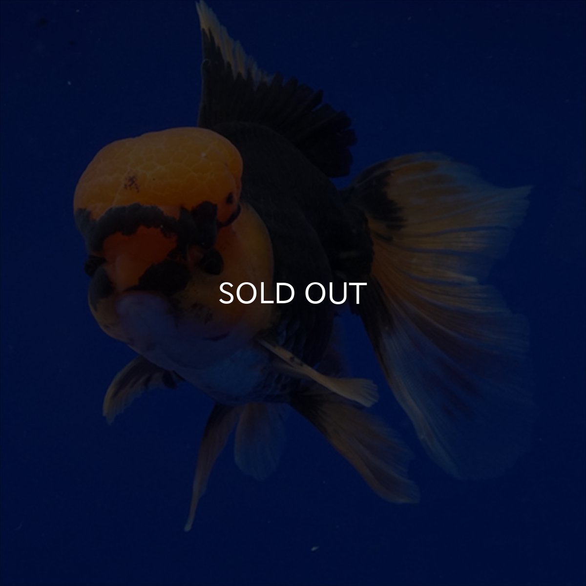 画像13: タイ産　赤黒オランダ　12cm± (13)