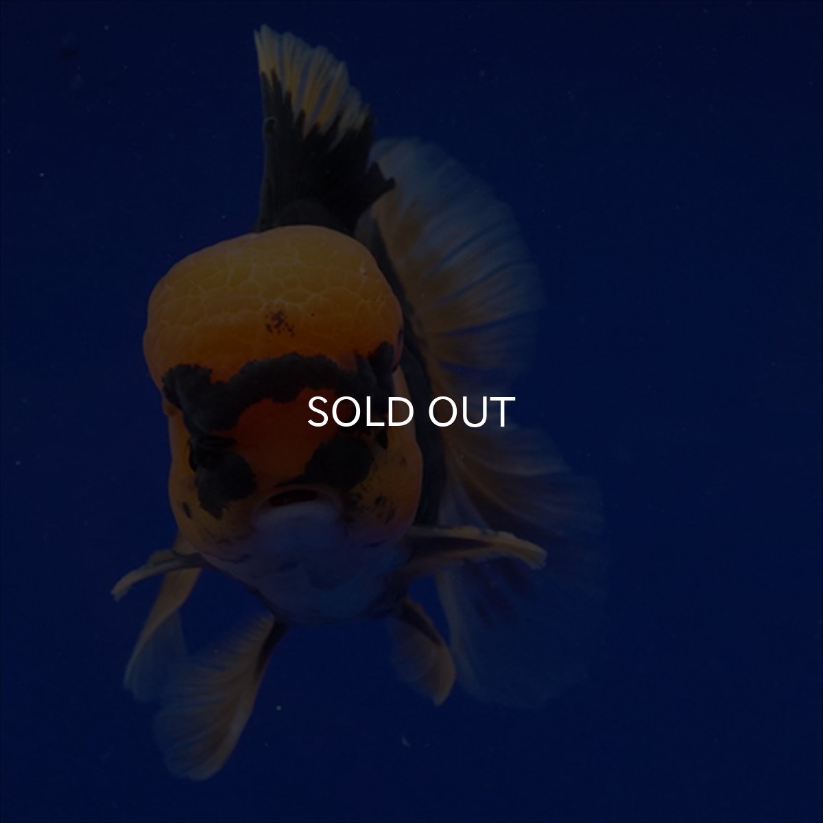 画像12: タイ産　赤黒オランダ　12cm± (12)