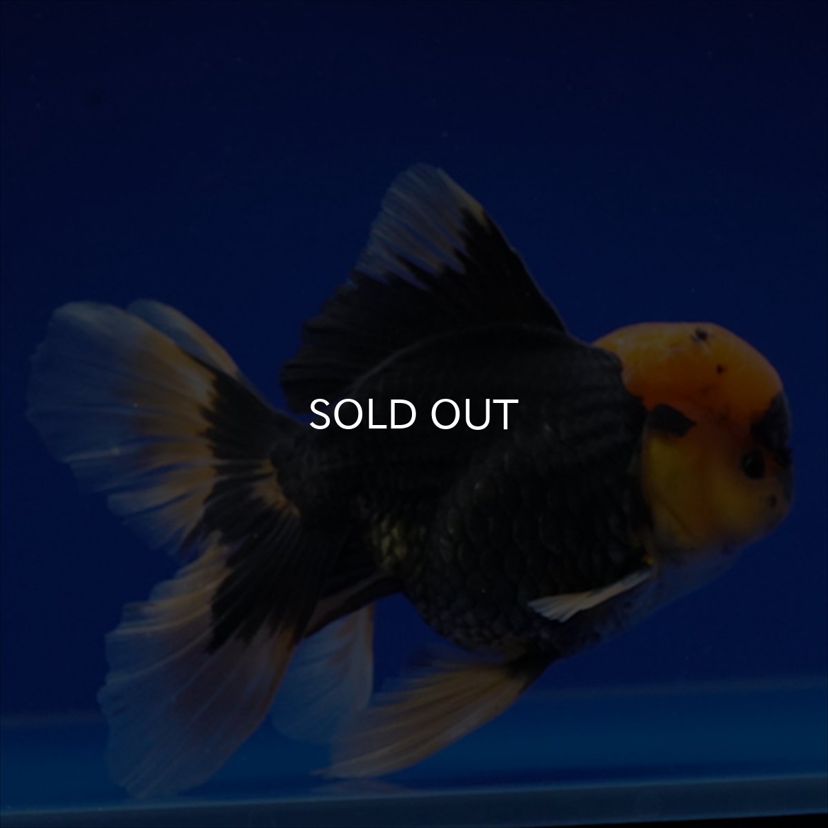 画像11: タイ産　赤黒オランダ　12cm± (11)