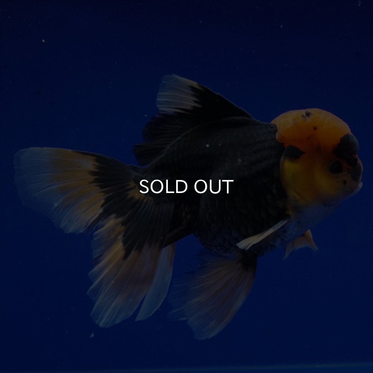 画像10: タイ産　赤黒オランダ　12cm± (10)