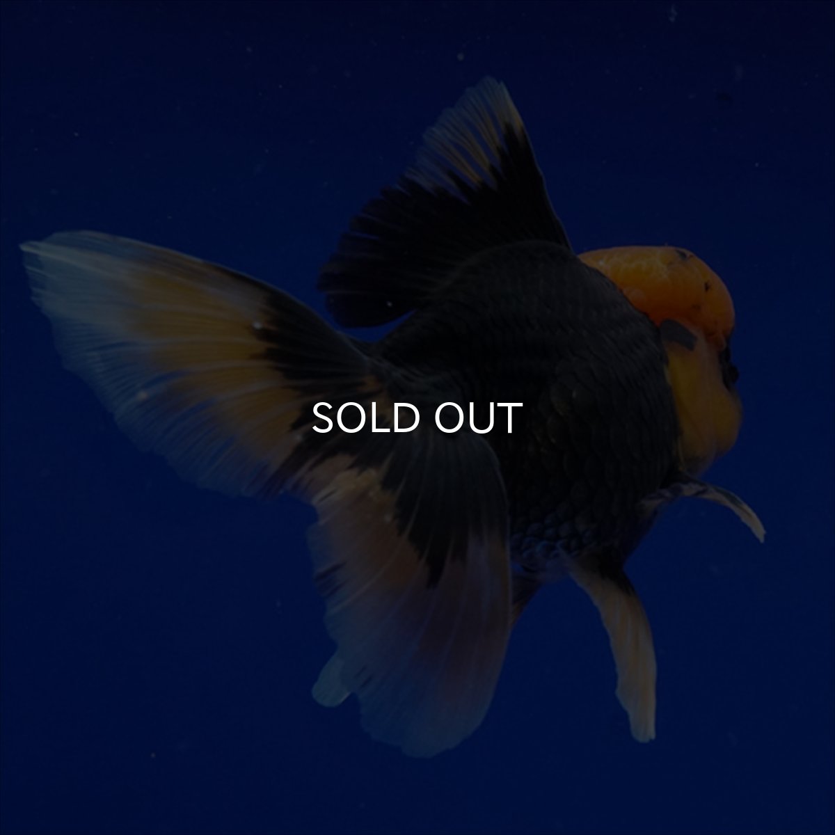 画像9: タイ産　赤黒オランダ　12cm± (9)