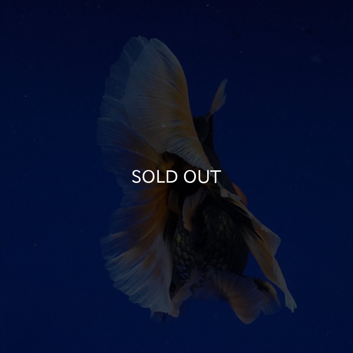 画像8: タイ産　赤黒オランダ　12cm± (8)