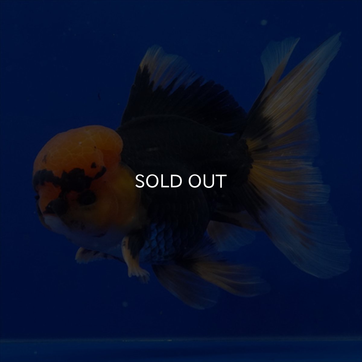 画像2: タイ産　赤黒オランダ　12cm± (2)