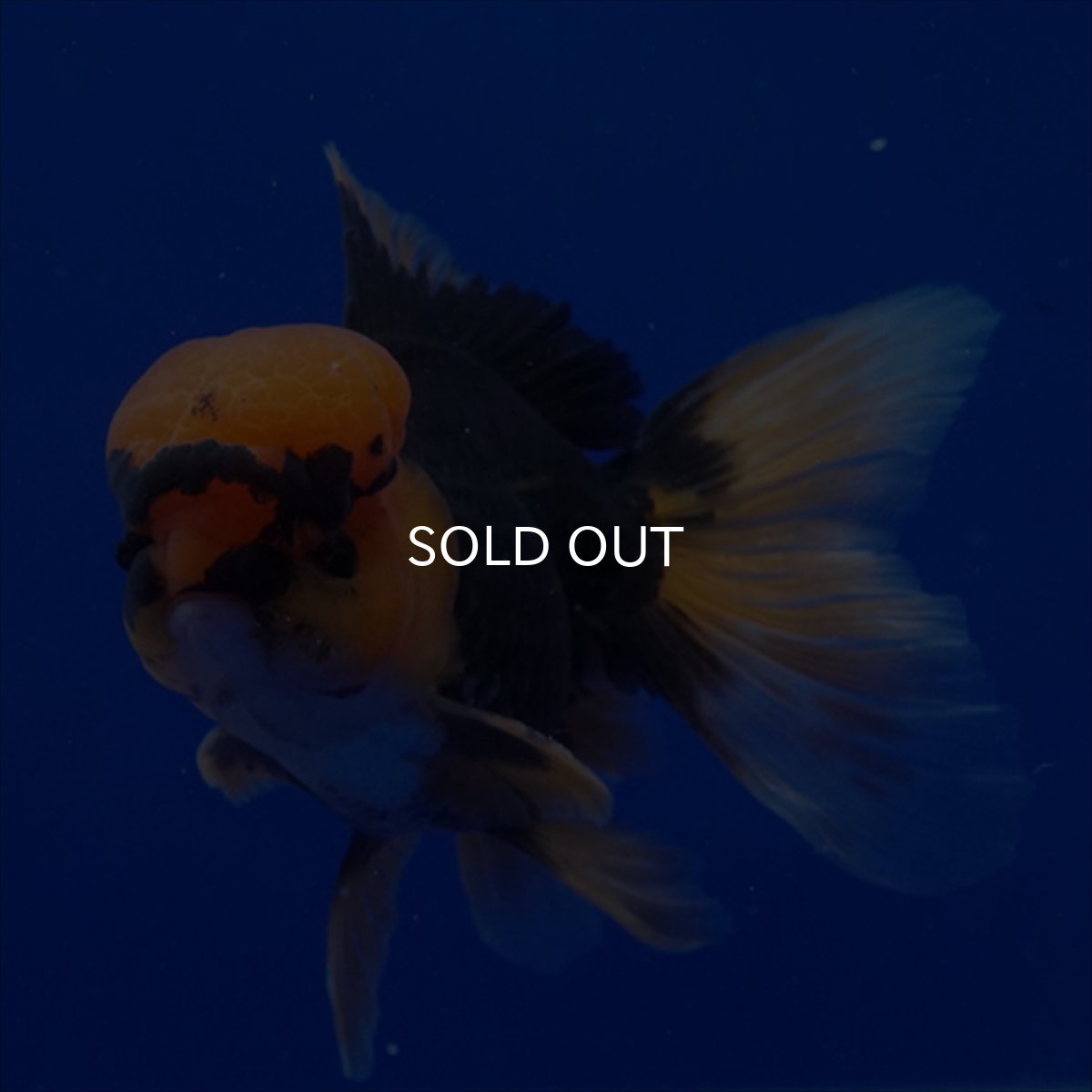 画像7: タイ産　赤黒オランダ　12cm± (7)