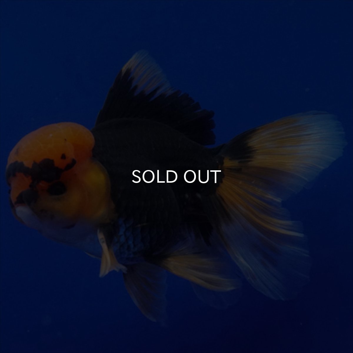 画像6: タイ産　赤黒オランダ　12cm± (6)