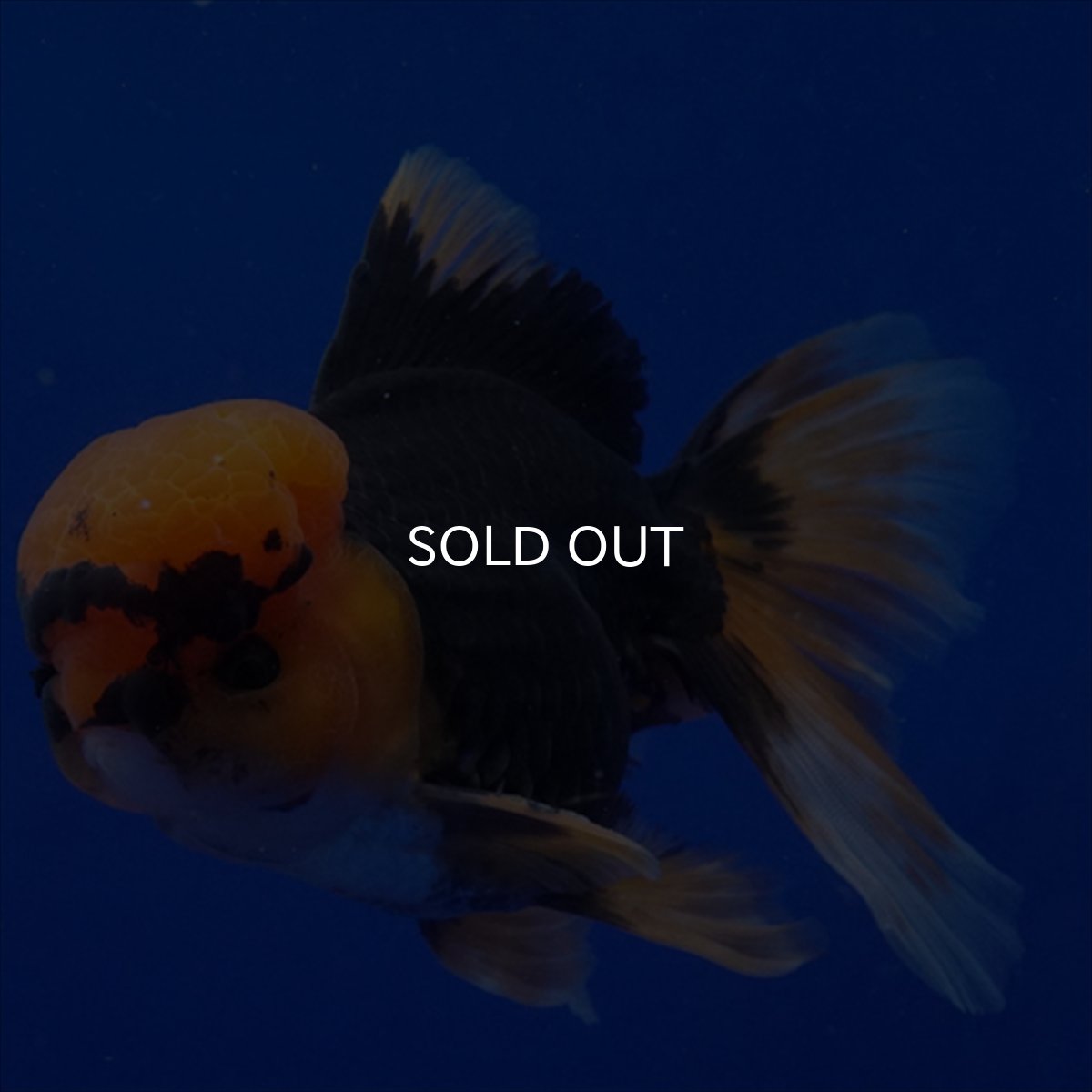 画像5: タイ産　赤黒オランダ　12cm± (5)